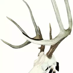 Mountain Mike's Positioner Skull Display Bracket 36378