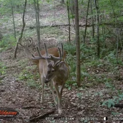 Wildgame Innovations Wildgame Cloak 4 Lightsout Trail Camera K4B1 12 Wildgame Innovations Wildgame Cloak 4 Lightsout Trail Camera K4B1